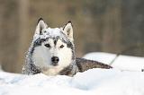 SIBERIAN HUSKY 202
